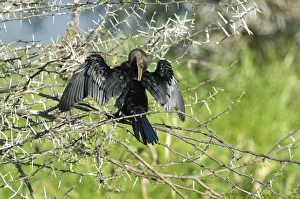 Reed Cormorant drying wings and preening after fishing Reed Cormorant drying wings and preening after fishing