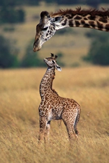Reticulated Giraffe - adult with newborn calf, showing umbilical cord Reticulated Giraffe - adult with newborn calf, showing umbilical cord