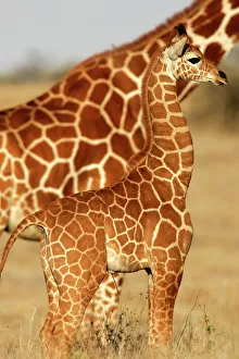 Reticulated Giraffe - baby Reticulated Giraffe - baby