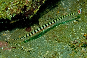 Ringed Pipefish - male with eggs - unique to this family is that the male takes care of Ringed Pipefish - male with eggs - unique to this family is that the male takes care of