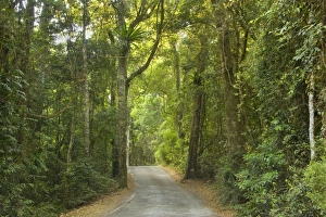 Road in rainforest - a narrow road leads through subtropical rainforest Road in rainforest - a narrow road leads through subtropical rainforest