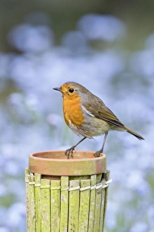 Robin - Perched on plant pot with forget-me-not flowers in background Robin - Perched on plant pot with forget-me-not flowers in background