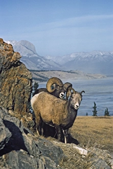 Rocky Mountain Bighorn Sheep - ewe and ram during the fall mating season Rocky Mountain Bighorn Sheep - ewe and ram during the fall mating season