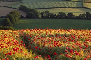 Rolling English landscape of fields and woodland livestock in far background with Rolling English landscape of fields and woodland livestock in far background with