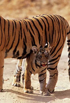 Royal Bengal / Indian Tiger - cub under shadow of mother named 'Machli' Royal Bengal / Indian Tiger - cub under shadow of mother named 'Machli'