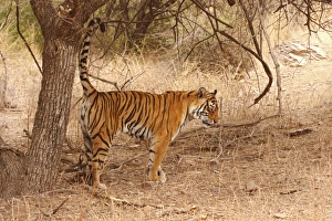 Royal Bengal / Indian Tiger spray-marking the territory Royal Bengal / Indian Tiger spray-marking the territory