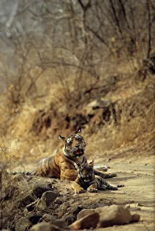 Royal Bengal / Indian Tiger - Tigress named 'Machli' & young one Royal Bengal / Indian Tiger - Tigress named 'Machli' & young one