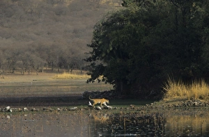 Royal Bengal / Indian Tiger - on way to Rajbagh Palace, this photo shows every kind of Royal Bengal / Indian Tiger - on way to Rajbagh Palace, this photo shows every kind of