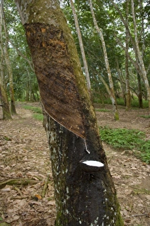 Rubber tapping - a Para Rubber Tree / Parawood Rubber tapping - a Para Rubber Tree / Parawood