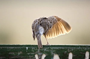 Rufous-naped Lark - Back view with wing extended and light showing through feathers Rufous-naped Lark - Back view with wing extended and light showing through feathers