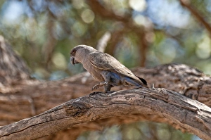 Ruppell's parrot - standing on thick branch Ruppell's parrot - standing on thick branch