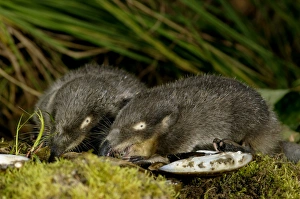 Russian Desman - adults from one burrow - feed on a fresh-water mussels Russian Desman - adults from one burrow - feed on a fresh-water mussels
