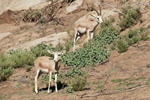 SAND GAZELLE - Male & Female SAND GAZELLE - Male & Female