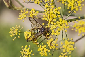 Sawfly - adult on fennel - normally black - Britains largest Sawfly Sawfly - adult on fennel - normally black - Britains largest Sawfly