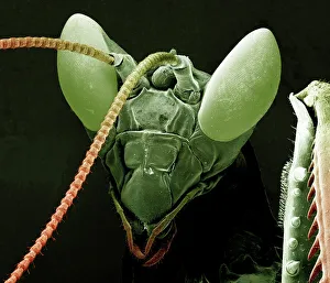 Scanning Electron Micrograph (SEM): Praying Mantis Scanning Electron Micrograph (SEM): Praying Mantis