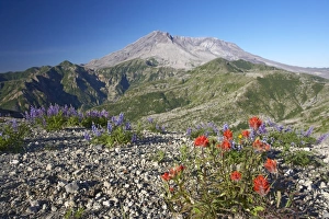 Scarlet Paintbrush - Growing in the ash from the 1980 eruption with Mount St Helens in Scarlet Paintbrush - Growing in the ash from the 1980 eruption with Mount St Helens in