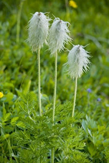 Seed heads of Western Anemone / Western Pasque flower Seed heads of Western Anemone / Western Pasque flower