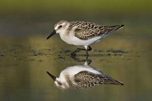 Semipalmated Sandpiper - Juvenile in August Semipalmated Sandpiper - Juvenile in August
