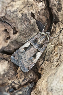 Setaceous Hebrew Character - resting on dead wood Setaceous Hebrew Character - resting on dead wood