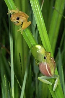 Sharp-nosed Reed Frog calling and Ethiopian Banana Frog (Afrixalus enseticola Sharp-nosed Reed Frog calling and Ethiopian Banana Frog (Afrixalus enseticola