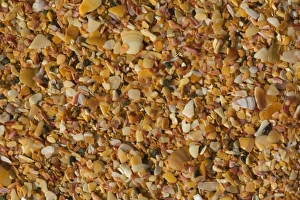 Shell beach - the beach at Cable Bay is made up of uncountable tiny fragments of shells Shell beach - the beach at Cable Bay is made up of uncountable tiny fragments of shells