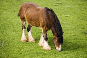 Shire horse - grazing Shire horse - grazing