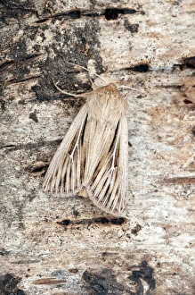 Shoulder-striped Wainscot Moth - On trunk of birch tree Shoulder-striped Wainscot Moth - On trunk of birch tree