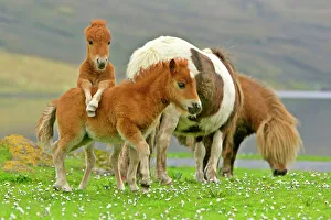 Skewbald Shetland Pony - funny foals on pasture Skewbald Shetland Pony - funny foals on pasture