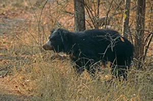 Sloth Bear - after eating termites Sloth Bear - after eating termites