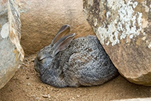 Smith's Red Rock Rabbit - resting up amongst boulders during day Smith's Red Rock Rabbit - resting up amongst boulders during day