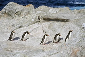 Snares Crested Penguin - marching inland to moult Snares Crested Penguin - marching inland to moult
