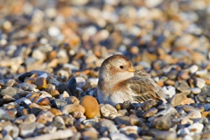 Snow Bunting - Single adult female in winter plumage on a shingle beach sheltering Snow Bunting - Single adult female in winter plumage on a shingle beach sheltering