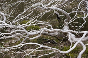 Snow Gum - a windswept and by fire damaged Snow Gum in Victorias High Country Snow Gum - a windswept and by fire damaged Snow Gum in Victorias High Country