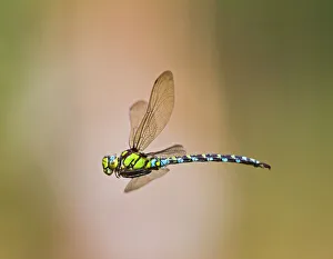 Southern Hawker Dragonfly - female in flight Southern Hawker Dragonfly - female in flight