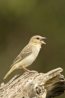 Southern Masked Weaver - Female side profile perched on dead tree singing Southern Masked Weaver - Female side profile perched on dead tree singing