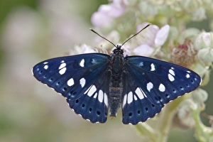 Southern White Admiral Butterfly - bramble flower Southern White Admiral Butterfly - bramble flower