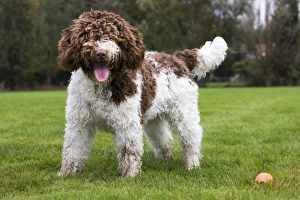 Spanish Water dog or Perro de Agua Espanol Spanish Water dog or Perro de Agua Espanol