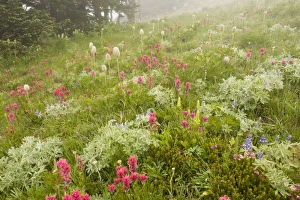 Spectacular mountain meadow in the mist, with Magenta Paintbrush, bracted lousewort etc Spectacular mountain meadow in the mist, with Magenta Paintbrush, bracted lousewort etc