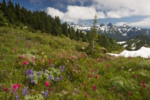 Spectacular mountain meadows with lupines, Magenta Paintbrush, red heather etc Spectacular mountain meadows with lupines, Magenta Paintbrush, red heather etc