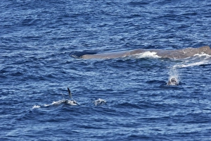 Sperm Whale with Bottlenose Dolphin (Tursiops truncatus) in foreground Sperm Whale with Bottlenose Dolphin (Tursiops truncatus) in foreground