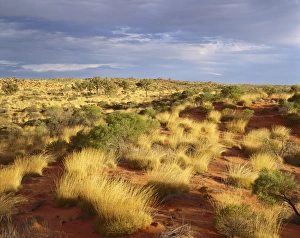 Spinifex, desert oaks and sand dunes (Triodia sp., Allocasuarina sp.) Spinifex, desert oaks and sand dunes (Triodia sp., Allocasuarina sp.)