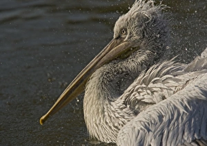 Spot-billed / Dalmatian Pelican Spot-billed / Dalmatian Pelican