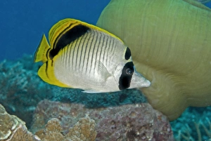 Spot-nape Butterflyfish - often seen in pairs these lively fish inhabit coral rich lagoons Spot-nape Butterflyfish - often seen in pairs these lively fish inhabit coral rich lagoons