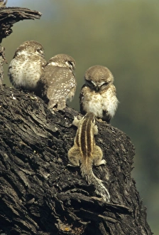 Spotted Little Owl / Spotted Owlets - Fledglings and curious Three-palm Squirrel Spotted Little Owl / Spotted Owlets - Fledglings and curious Three-palm Squirrel