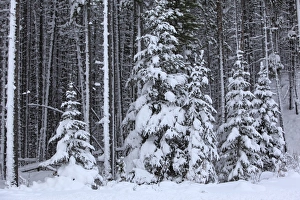 Spruce forest in the Rocky mountains around Jasper National Park. Alberta - Canada Spruce forest in the Rocky mountains around Jasper National Park. Alberta - Canada