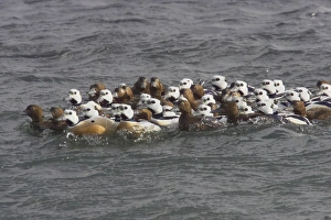 Steller's Eider - tightly packed winter flock Steller's Eider - tightly packed winter flock