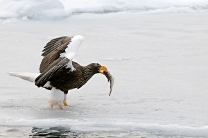 Steller's Sea Eagle - with fish in bill and wings raised standing on ice floe Steller's Sea Eagle - with fish in bill and wings raised standing on ice floe