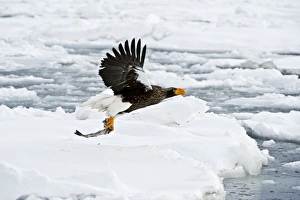 Steller's Sea Eagle - in flight over sea ice with fish held in talons Steller's Sea Eagle - in flight over sea ice with fish held in talons