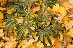 Stinking hellebore in autumn, with fallen cherry leaves Stinking hellebore in autumn, with fallen cherry leaves