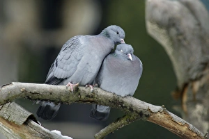 Stock Dove - male and female preening each other, courtship display Stock Dove - male and female preening each other, courtship display